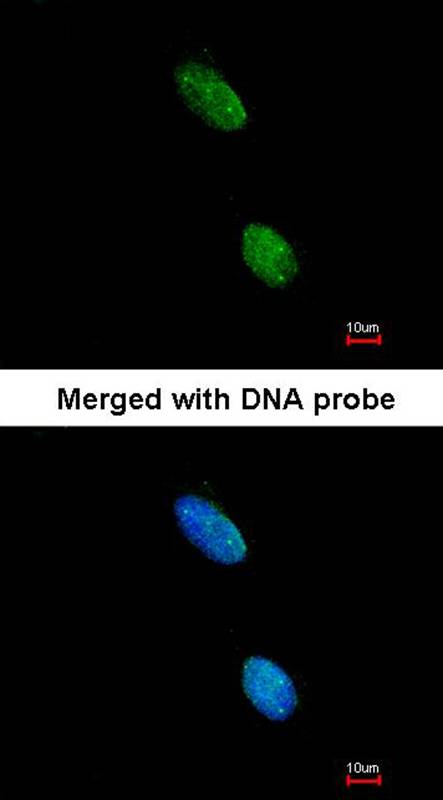 Anti-LOC727787 Antibody Anti-LOC727787 Antibody