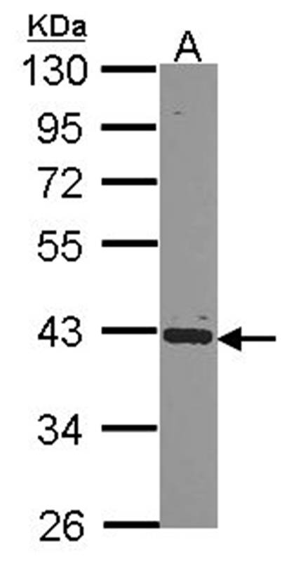 Anti-hnRNP E2 Antibody