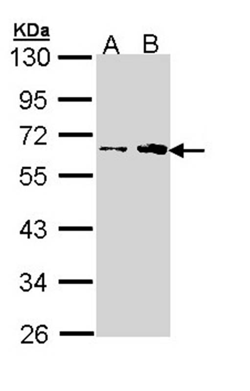 Anti-fukutin Antibody