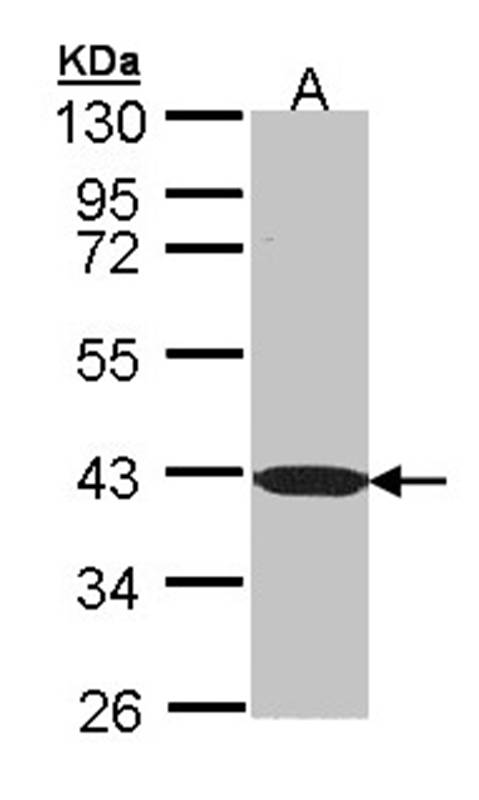 Anti-C1orf165 Antibody