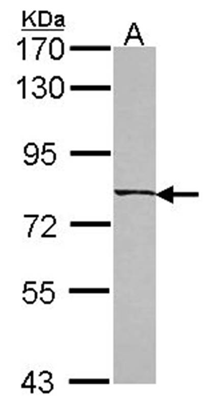 Anti-LOC80129 Antibody