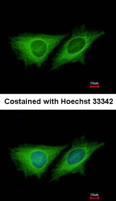Anti-LOC80129 Antibody Anti-LOC80129 Antibody