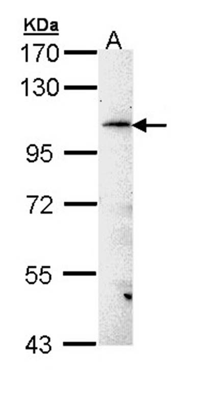 Anti-FLJ32786 Antibody