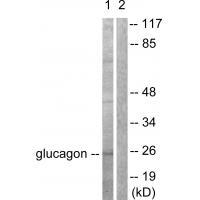 Anti-Glucagon Antibody