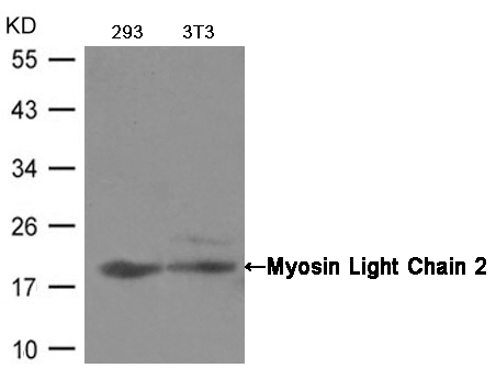 Anti-Myosin Light Chain 2 (Ab-19) Antibody