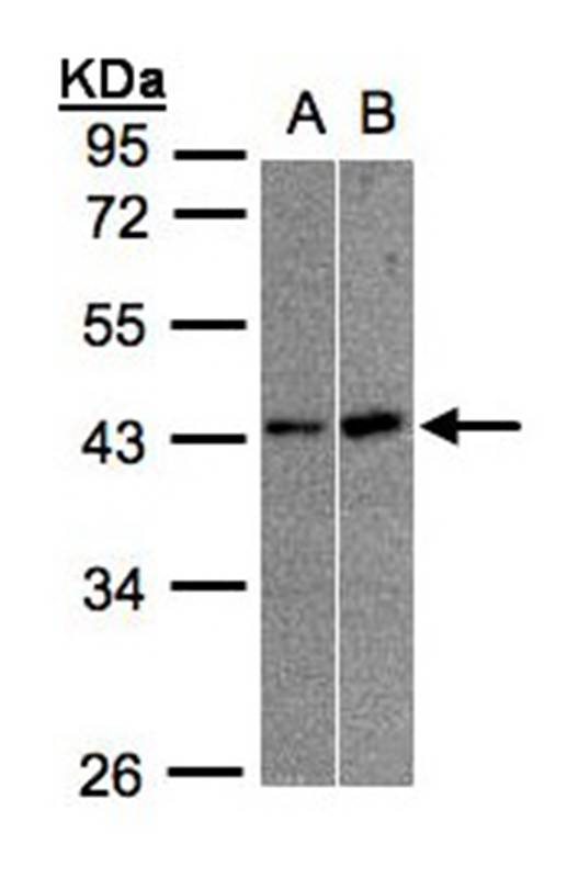 Anti-muscleblind-like 3 isoform G Antibody
