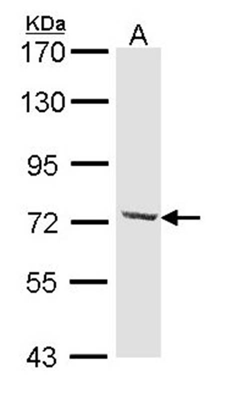 Anti-DYNC1I2 Antibody