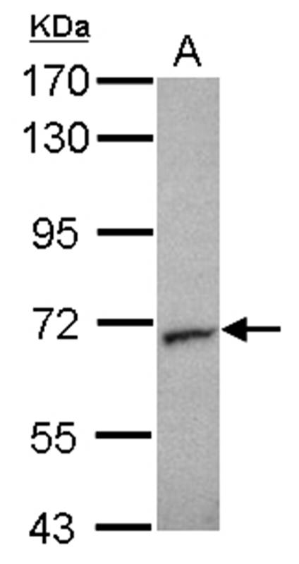 Anti-Unc18-2 Antibody