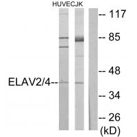 Anti-ELAV2 / 4 Antibody
