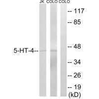 Anti-5-HT-4 Antibody