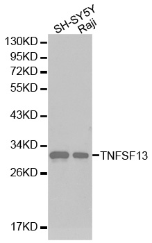 Anti-TNFSF13 Antibody