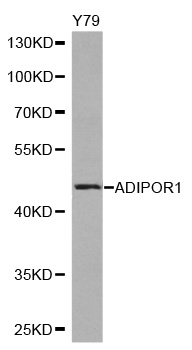 Anti-ADIPOR1 Antibody