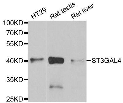 Anti-ST3GAL4 Antibody