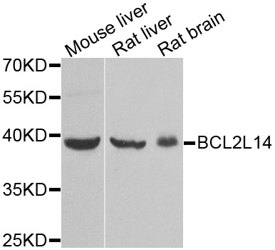 Anti-BCL2L14 Antibody