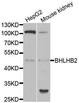 Anti-BHLHE40 Antibody