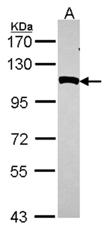 Anti-NPEPPS Antibody