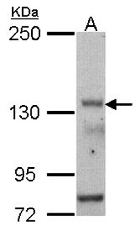 Anti-POLR3A Antibody