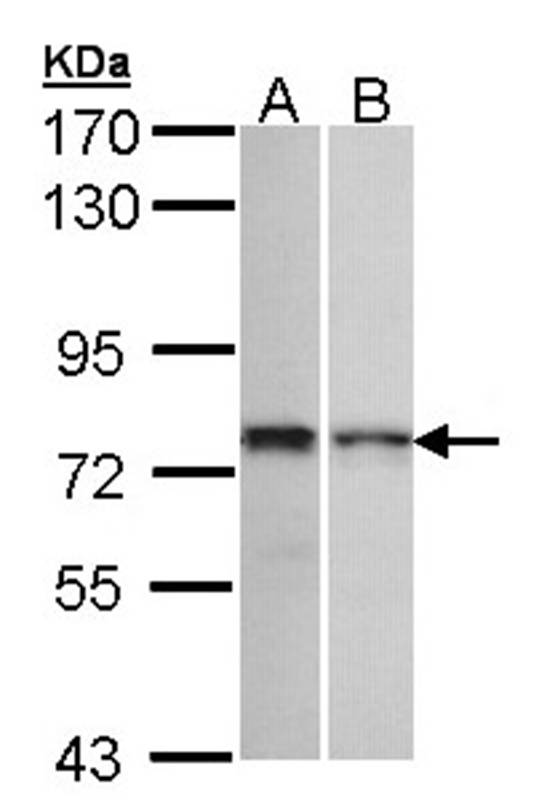 Anti-ZNF398 Antibody
