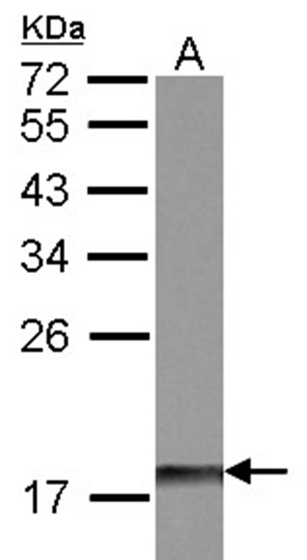 Anti-DUSP26 Antibody