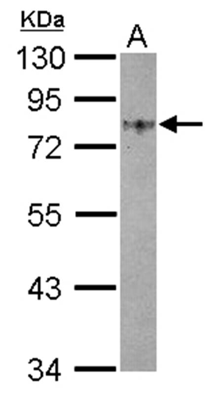 Anti-GOLPH2 Antibody