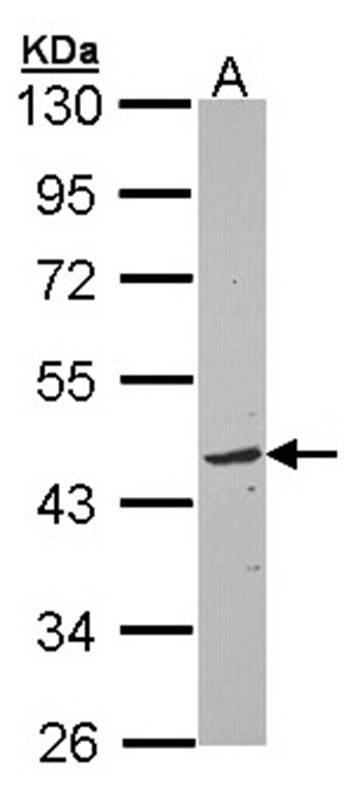 Anti-TOM1L1 Antibody