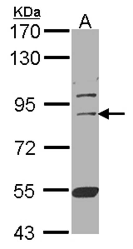 Anti-CUL-3 Antibody