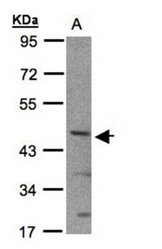 Anti-SHARP2 Antibody