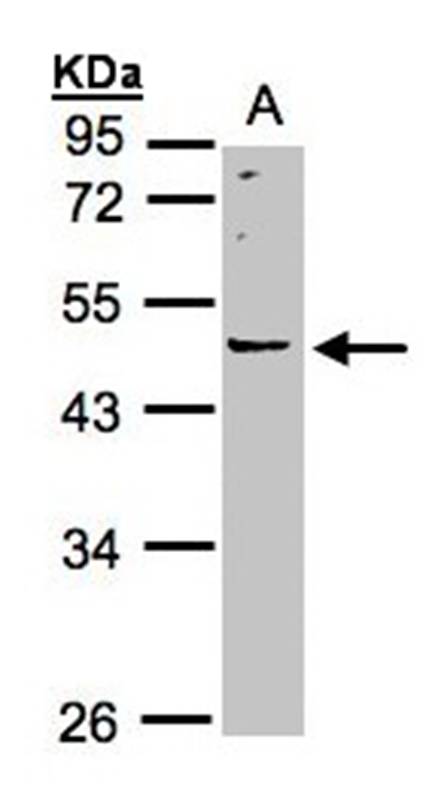 Anti-LRRC43 Antibody