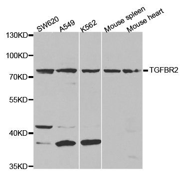Anti-TGFBR2 Antibody