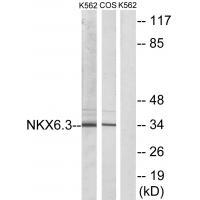 Anti-NKX6.3 Antibody