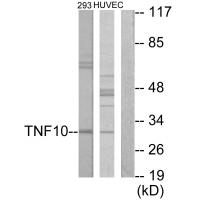 Anti-CD253 Antibody