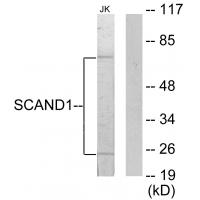 Anti-SCAND1 Antibody