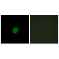 Anti-ARMX2 Antibody Anti-ARMX2 Antibody