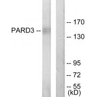 Anti-PARD3 Antibody