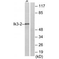 Anti-Ik3-2 Antibody