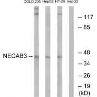 Anti-NECAB3 Antibody