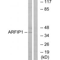 Anti-ARFIP1 Antibody