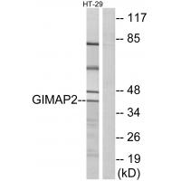 Anti-GIMAP2 Antibody