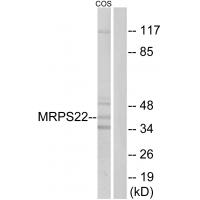 Anti-MRPS22 Antibody