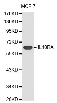 Anti-IL10RA Antibody