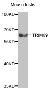 Anti-TRIM69 Antibody