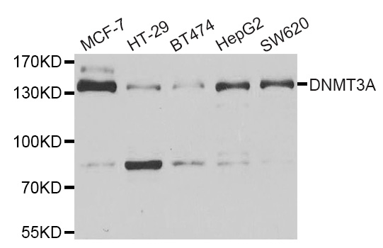 Anti-DNMT3A Antibody