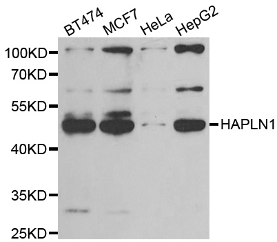 Anti-HAPLN1 Antibody