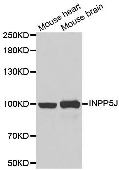 Anti-INPP5J Antibody