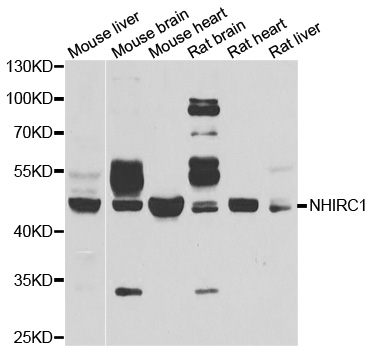Anti-NHLRC1 Antibody