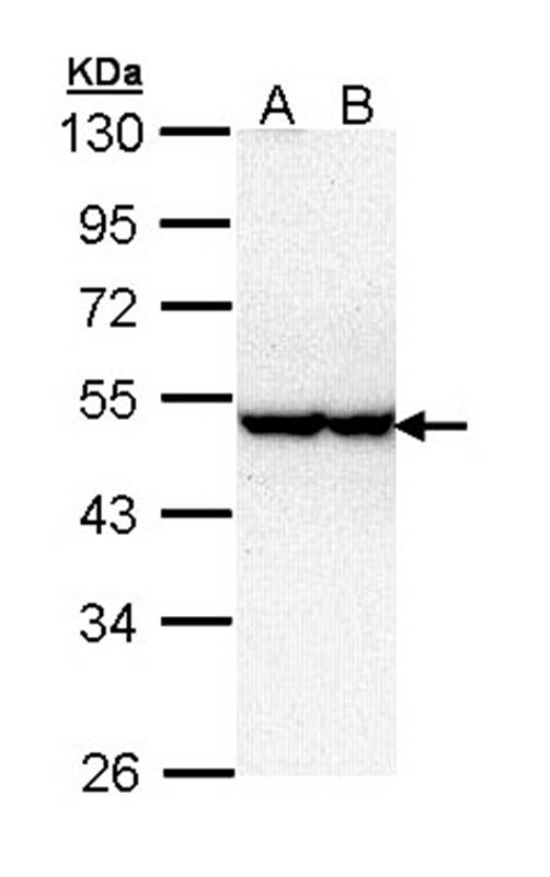 Anti-serine / threonine kinase 40 Antibody