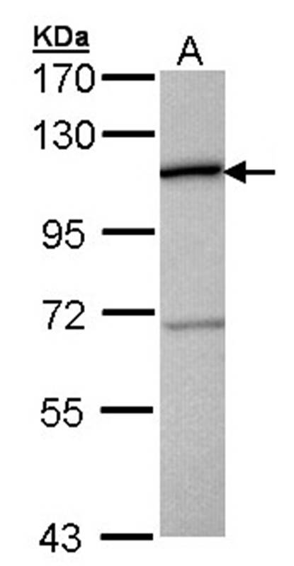 Anti-CTBP2 Antibody