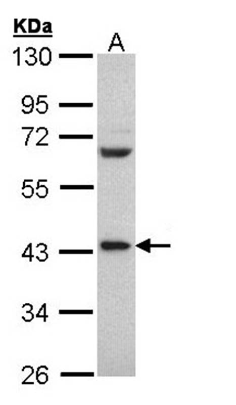 Anti-PCBP2 Antibody