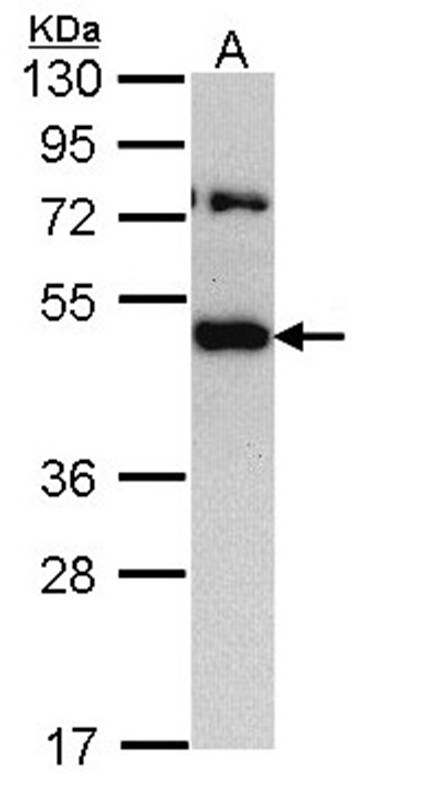 Anti-TRAM1 Antibody