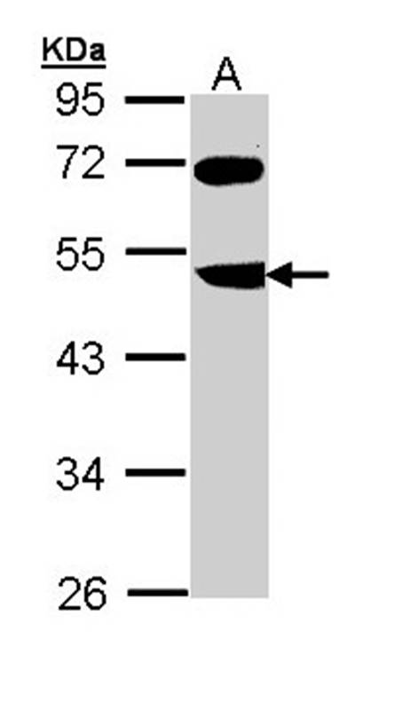 Anti-FBXL3 Antibody